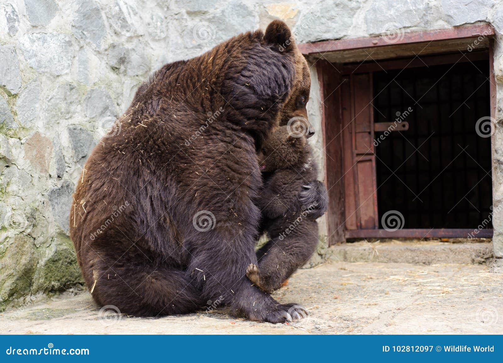 brown bear hugging her baby