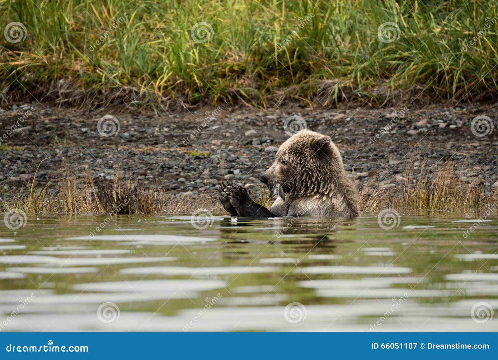 Brown Bear stock image. Image of hunted, eating, salmon - 66051107
