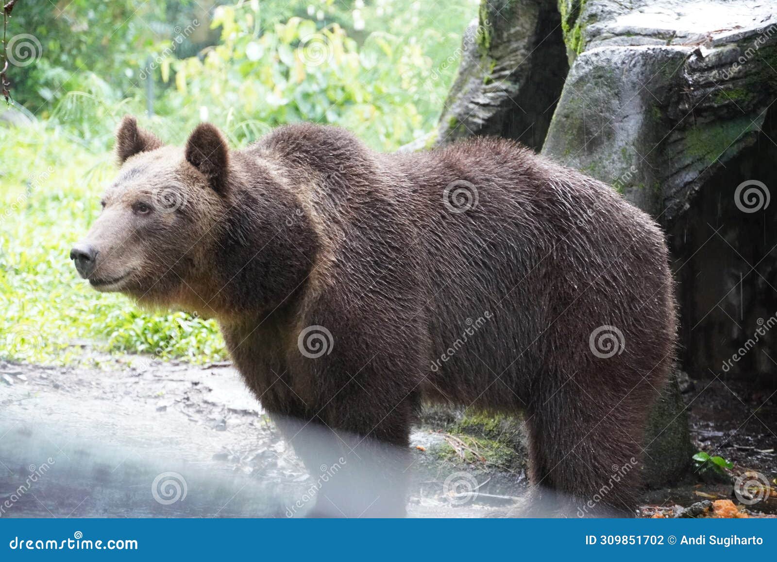 brown bear at indonesia