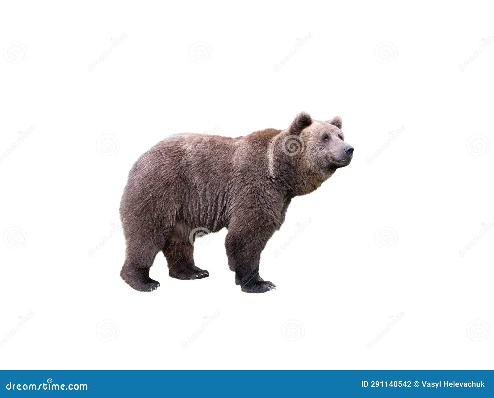 Brown Bear Isolated on White Background Stock Photo - Image of nature