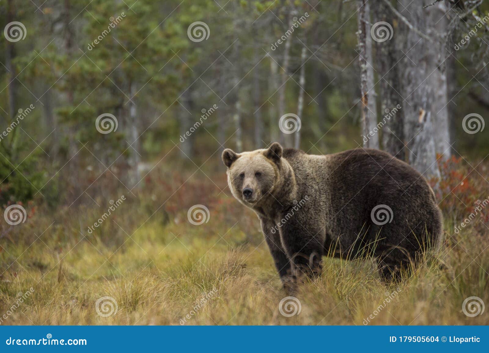 Brown Bear in Kuusamo, Lapland, Northern Finland Stock Photo - Image of