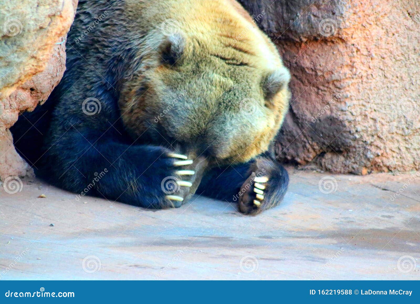 teddy bear playing peekaboo