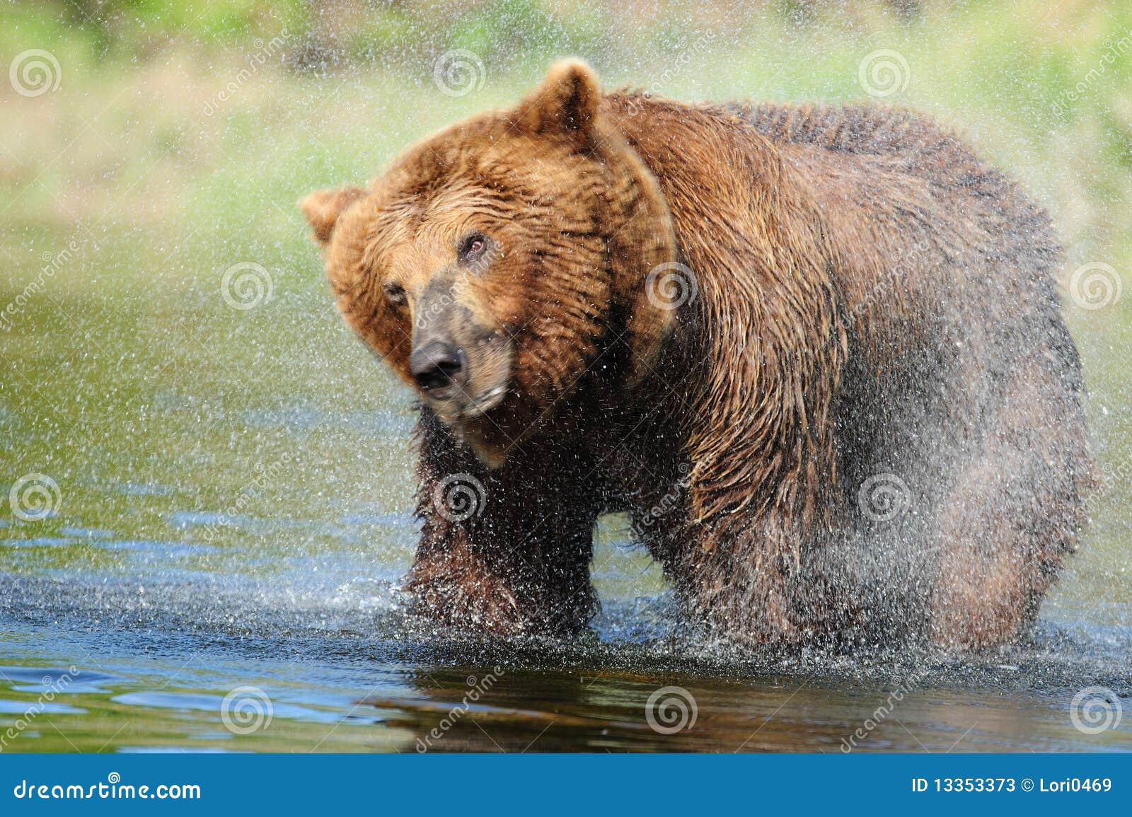 Brown Bear Shake stock image. Image of creek, wildlife 13353373