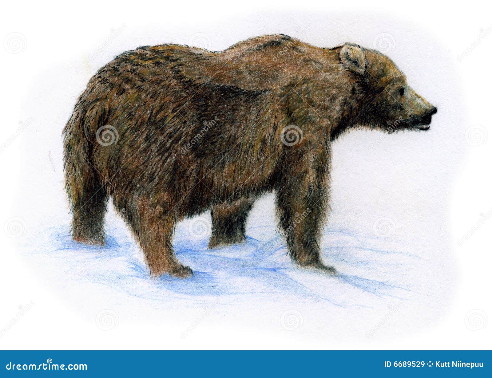 brown bear on snow