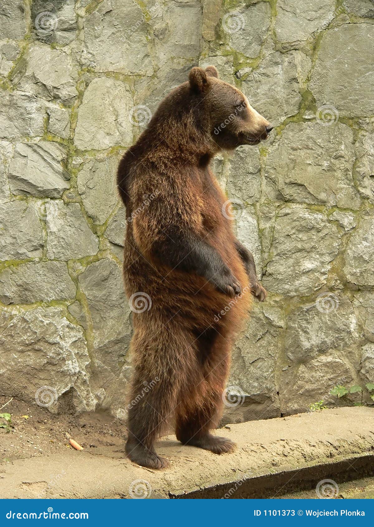 brown bear standing