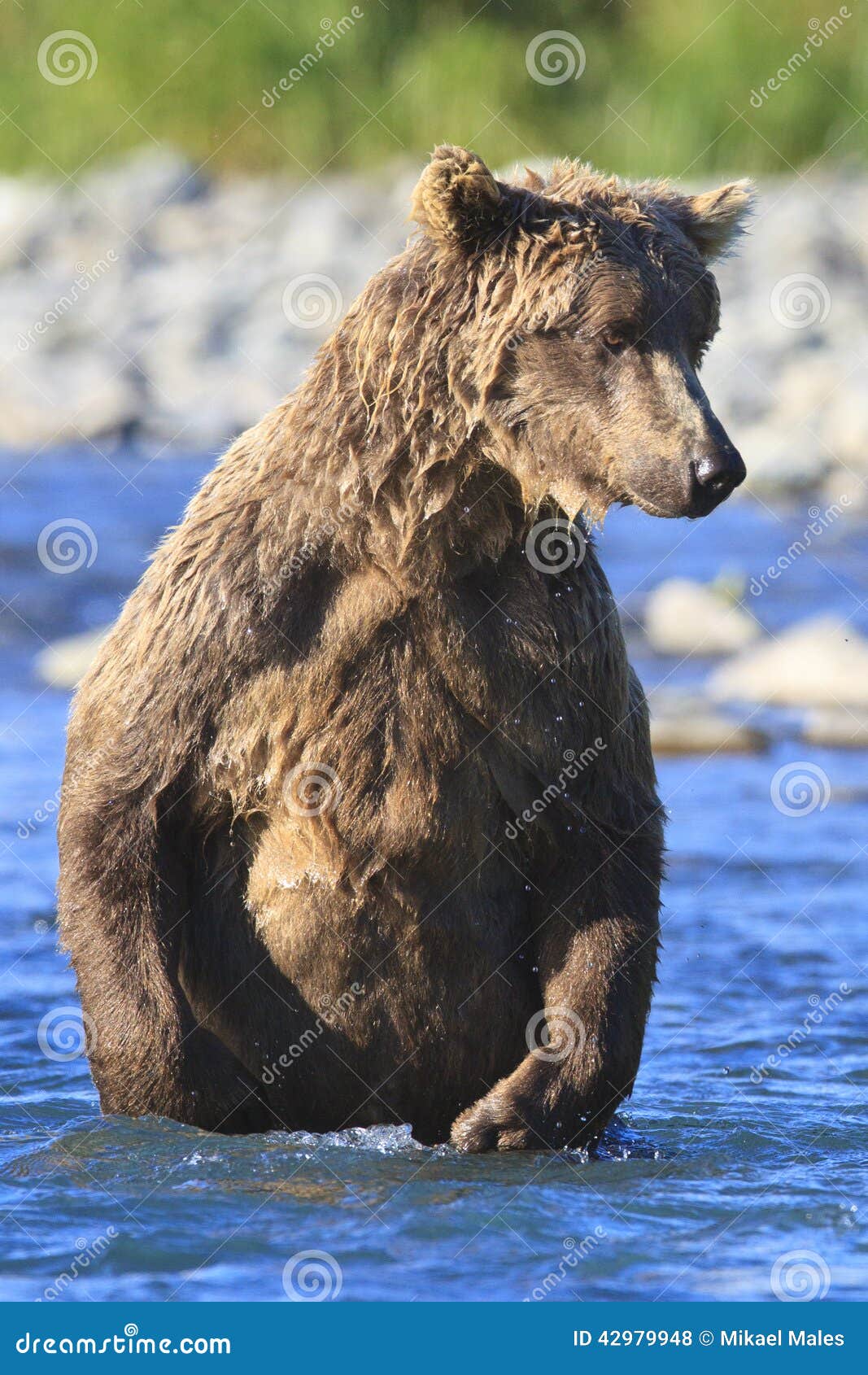 Brown Bear Standing in Blue Water in Alaska Stock Photo Image of