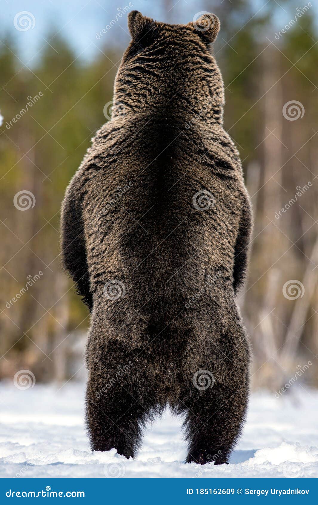 16,235 Standing Bear Stock Photos - Free & Royalty-Free Stock Photos from Dreamstime 16,235 Standing Bear Stock Photos - Free & Royalty-Free Stock Photos from Dreamstime