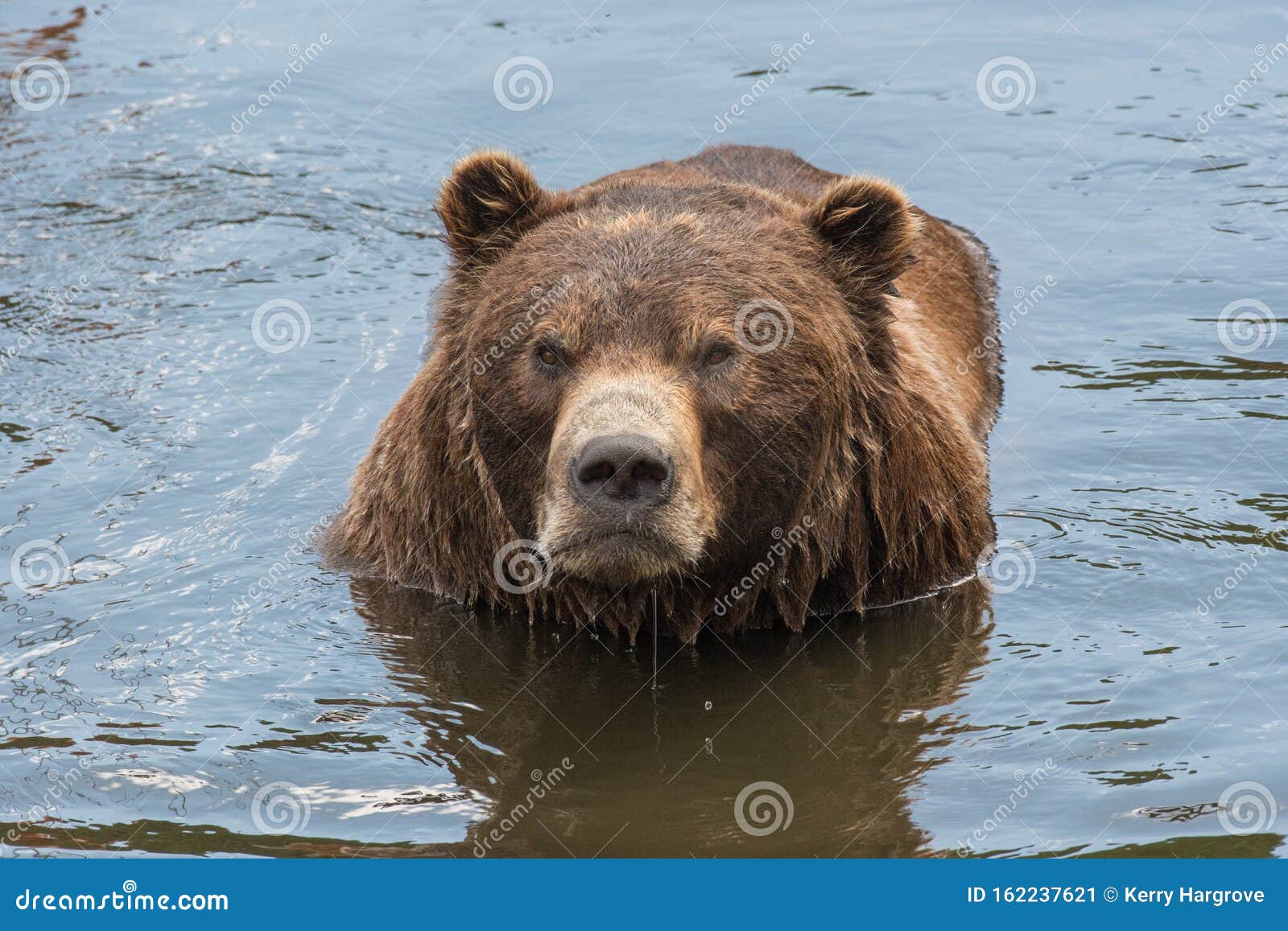 an old brown bear swimming in a river