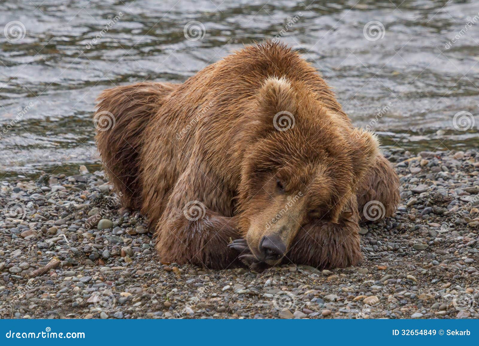 brown bear taking a nap