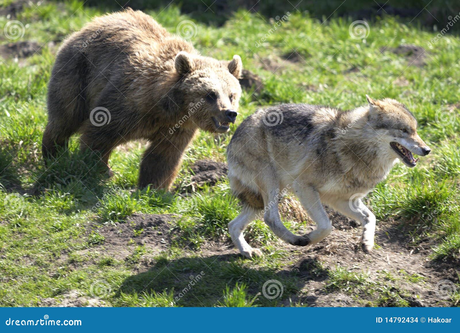 brown bear, ursus arctos