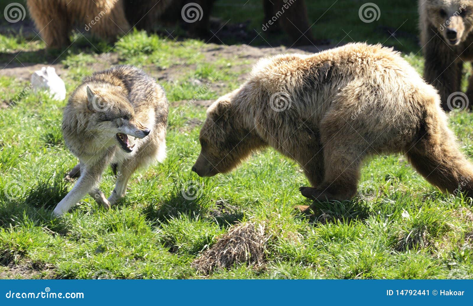 brown bear, ursus arctos