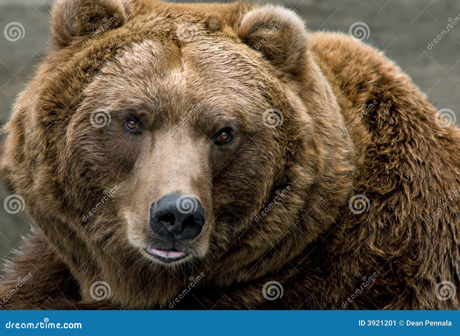brown bear (ursus arctos)