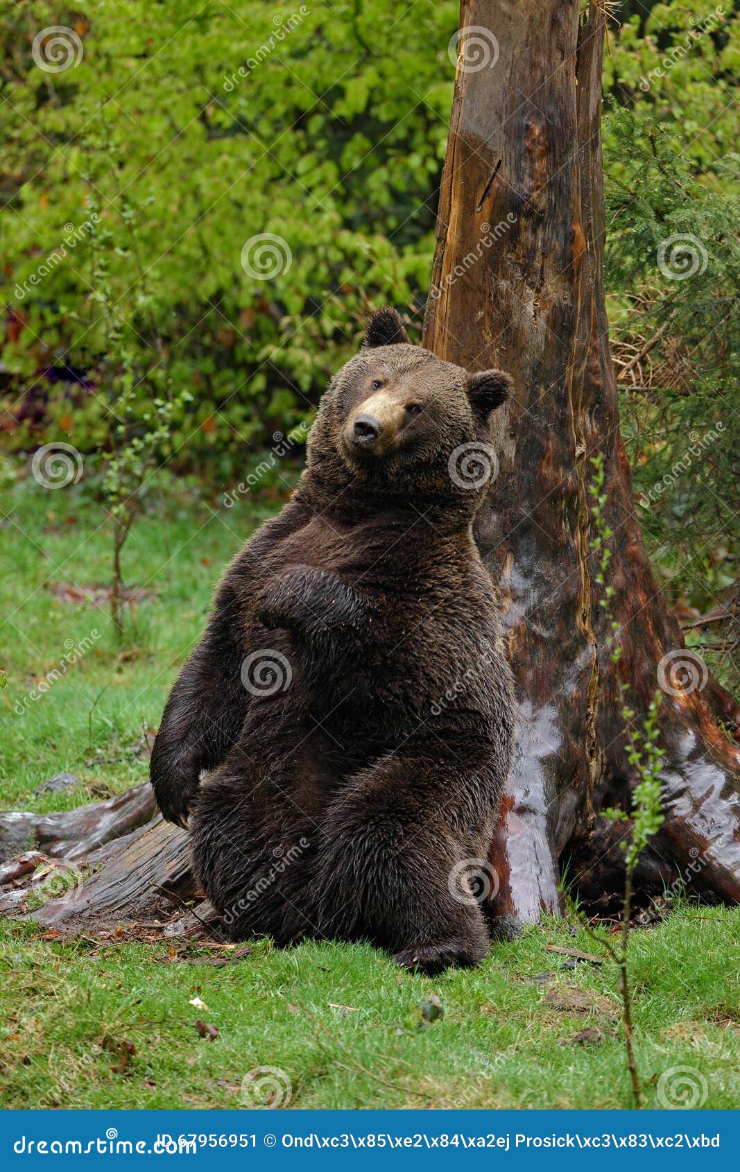 brown bear, ursus arctos, hideen scratch back on the the tree trunk in the forest