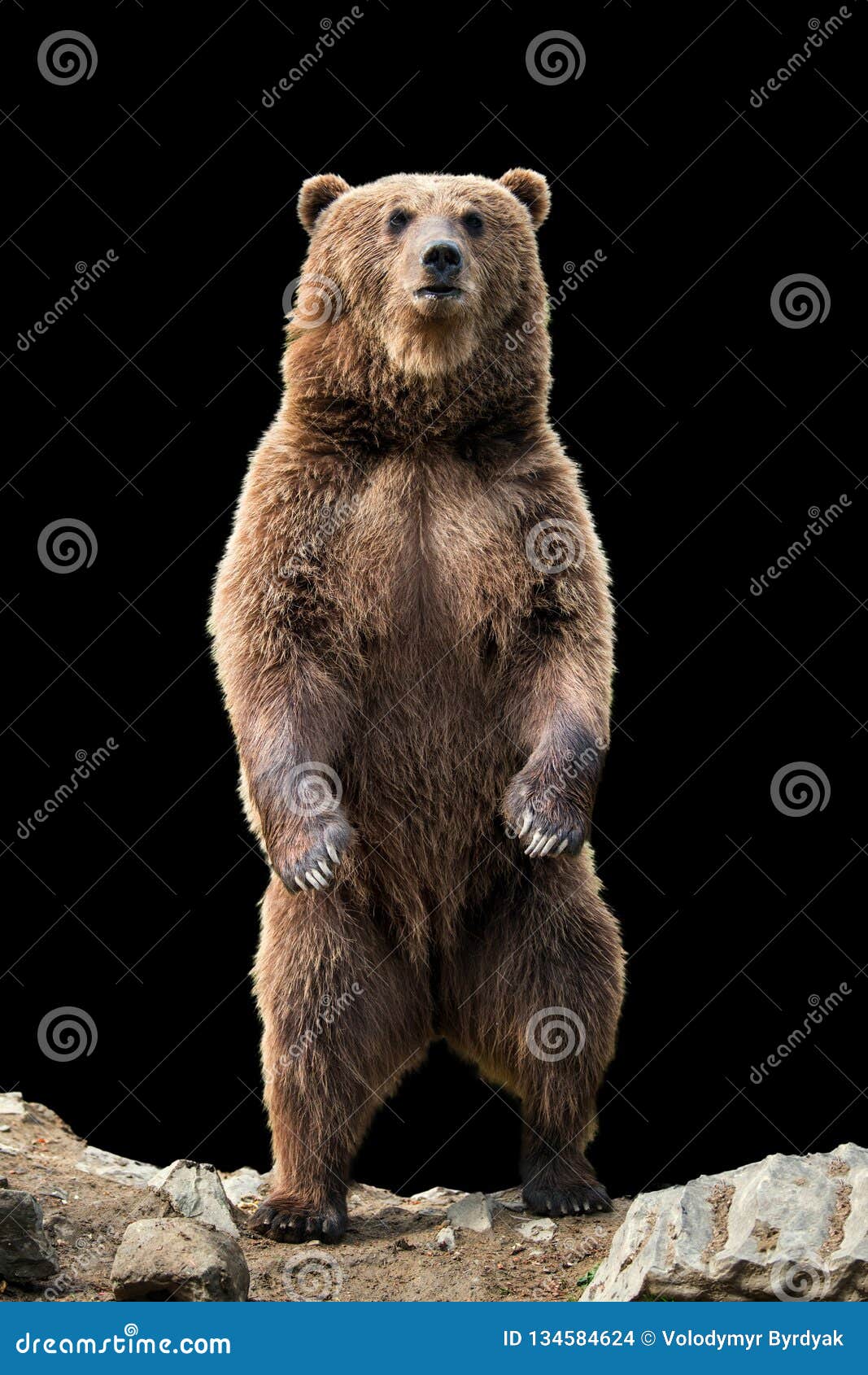 Big Brown Bear Standing On His Hind Legs Stock Photo - Image of