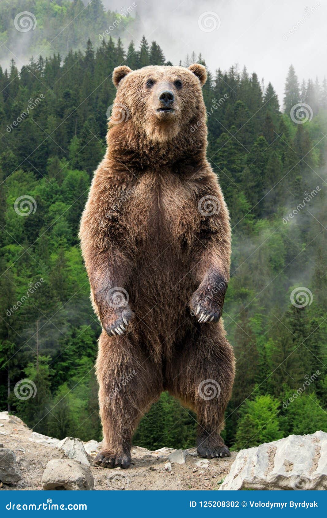 big brown bear standing on his hind legs