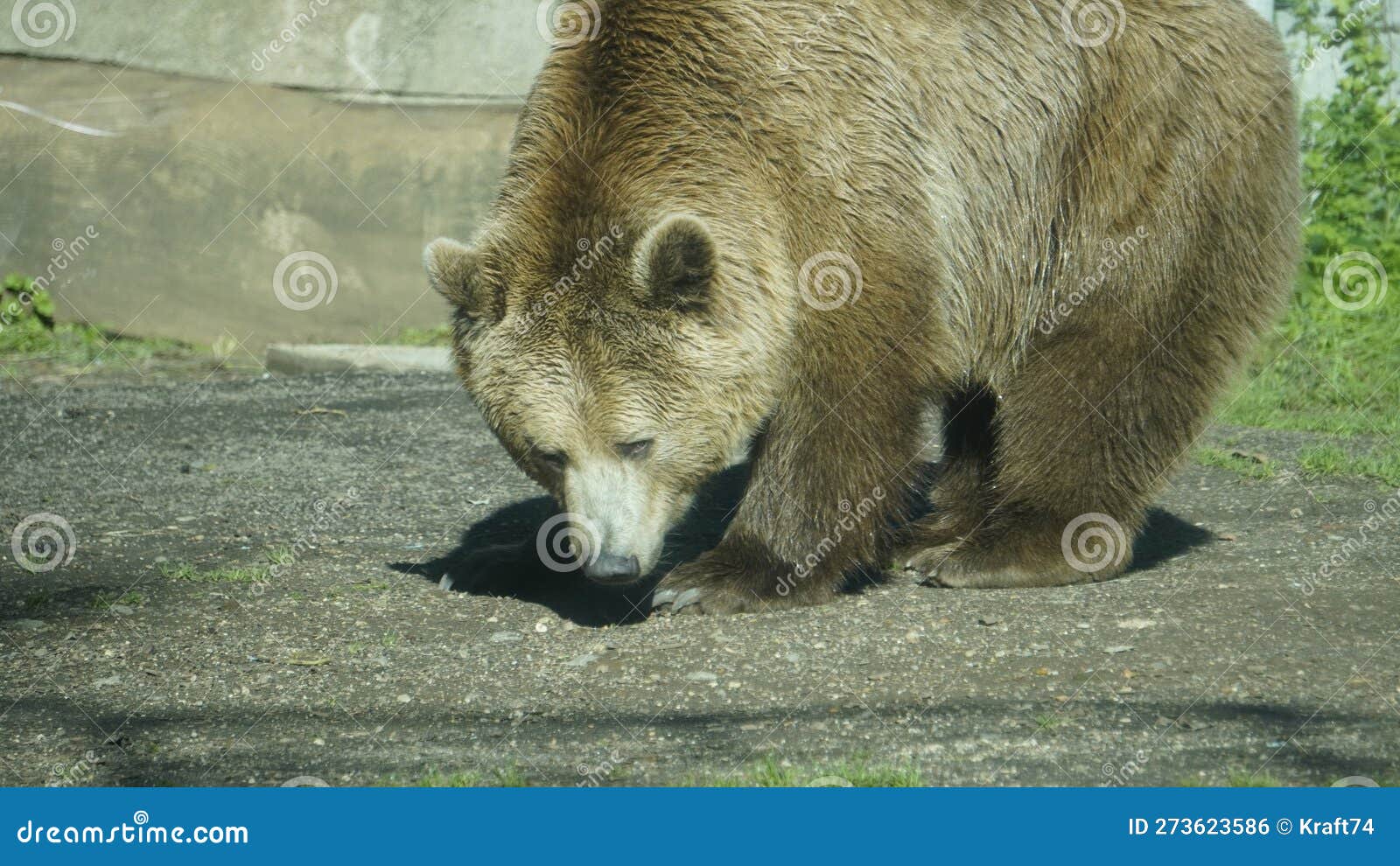 brown bear (ursus arctos) in the sun in a zoo enclosure. mammal belonging to the ursidae family