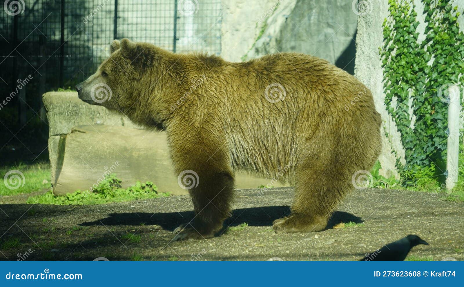 brown bear (ursus arctos) in the sun in a zoo enclosure. mammal belonging to the ursidae family
