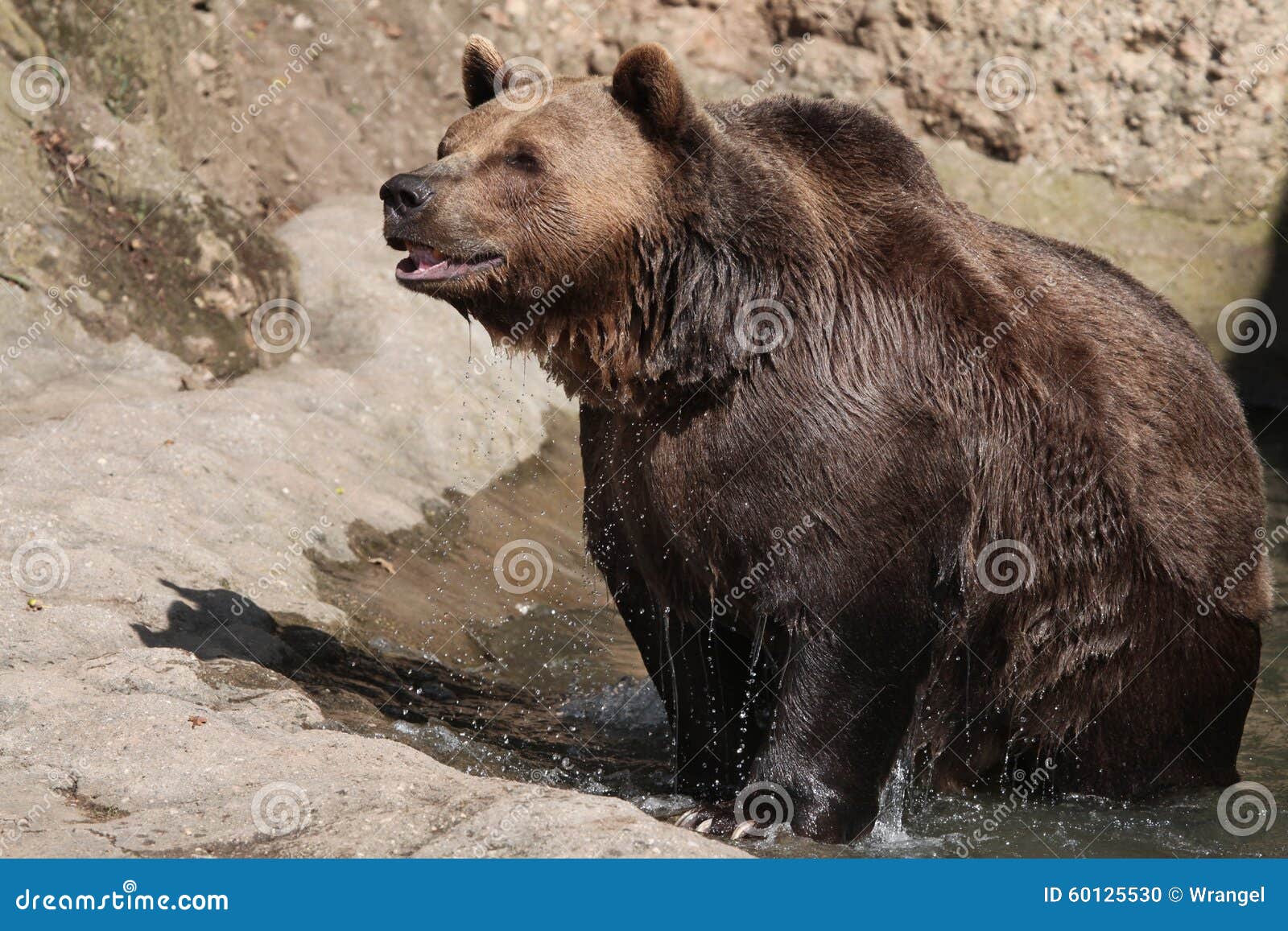 brown bear (ursus arctos).