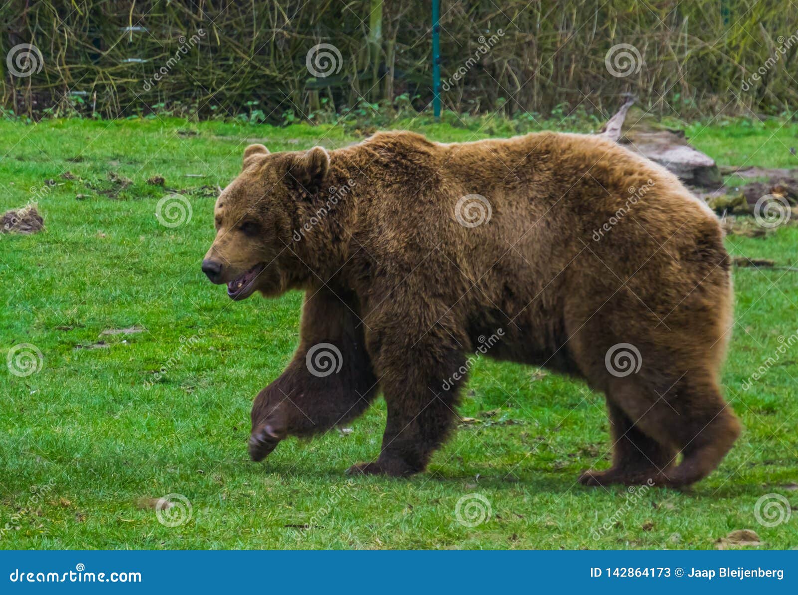 Brown Bear Walking through the Grass, Common Animal in Eurasia and North  America, Popular Zoo Animals Stock Image - Image of land, asian: 142864173