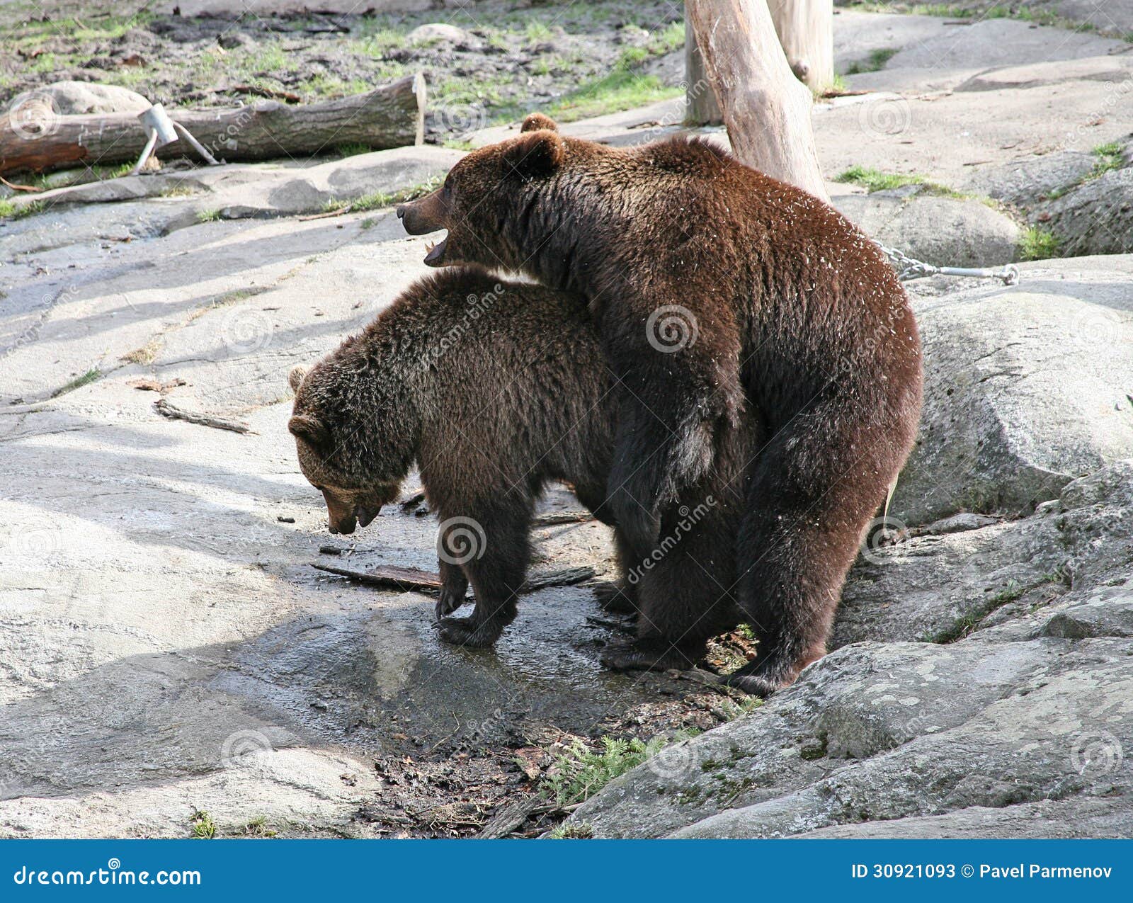 Как сношаются медведи