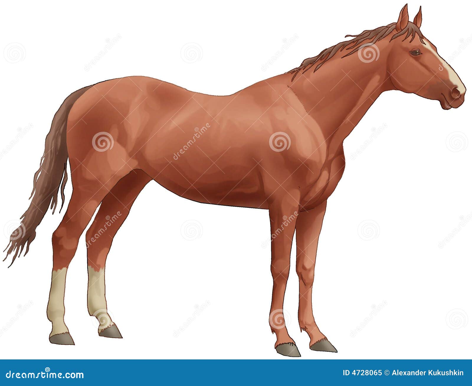 Brown Beautiful Horse. White Back Legs, a Long Tai Stock Illustration