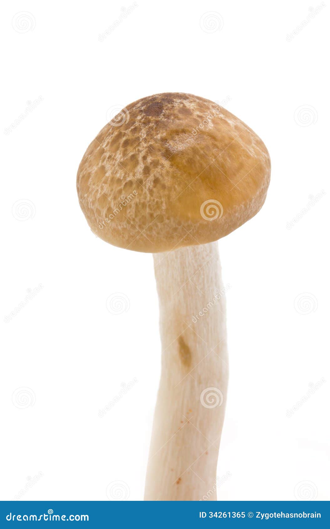 Brown Beech Mushrooms (Hypsizygus Marmoreus). Stock Image - Image of ...