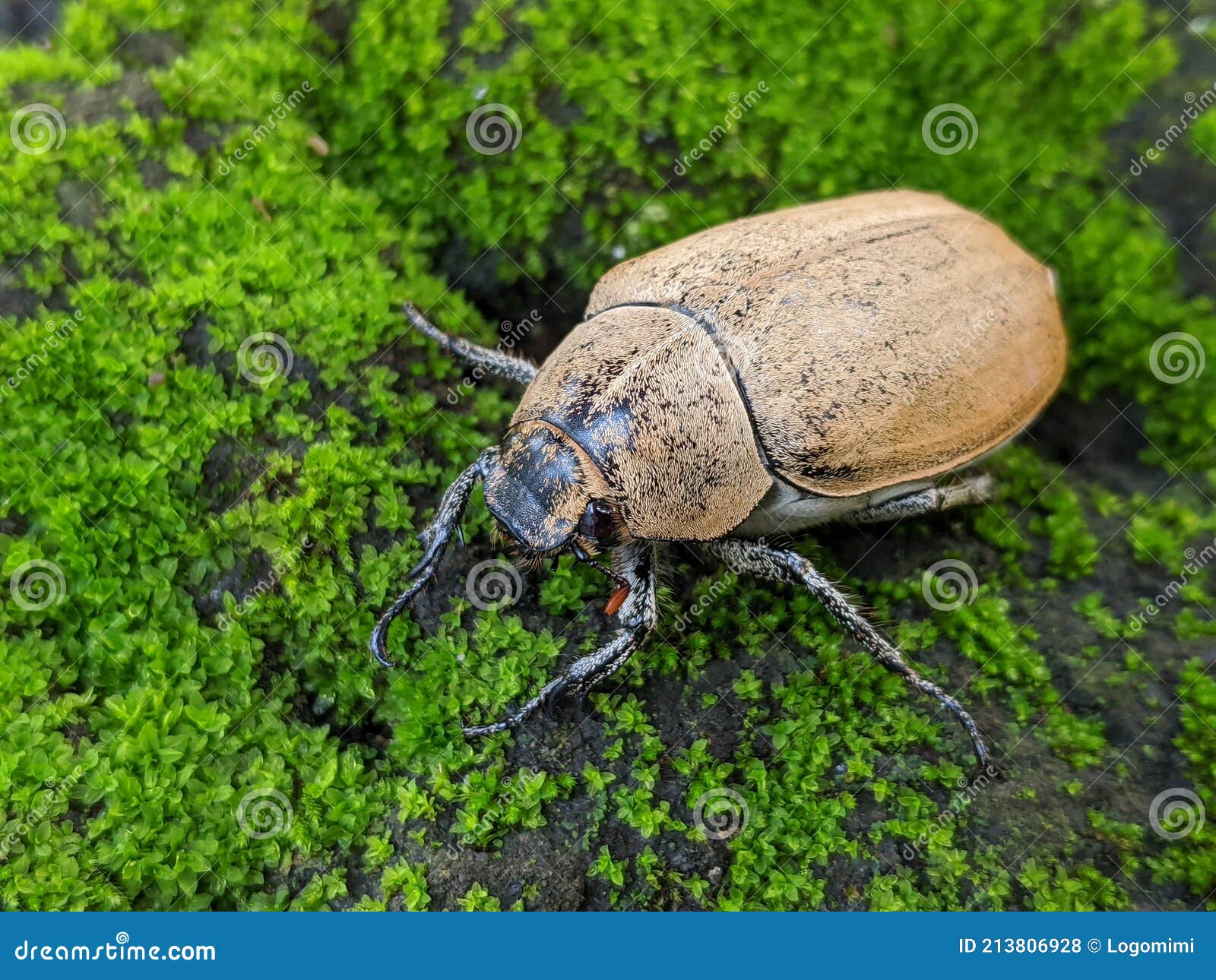 brown beetles insects