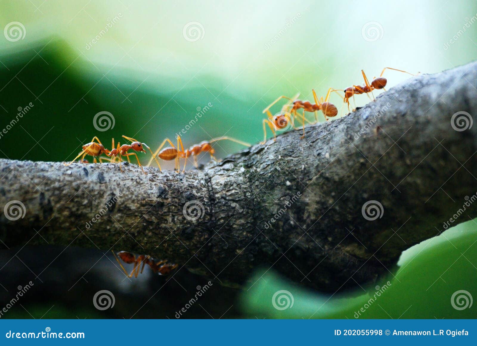 Brown Big Ants Found On The Branch Of A Tree It Is Normally Called