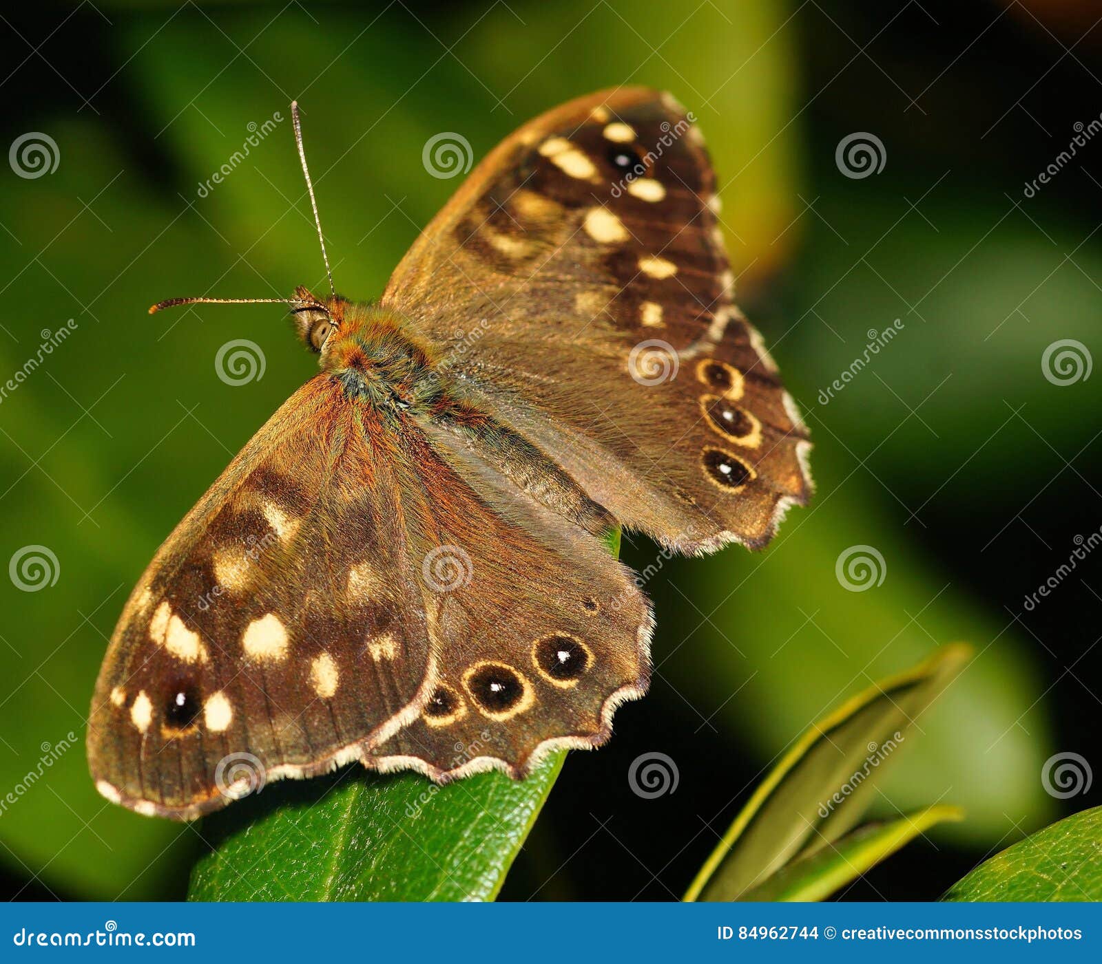 Brown And Black Butterfly Picture. Image 84962744