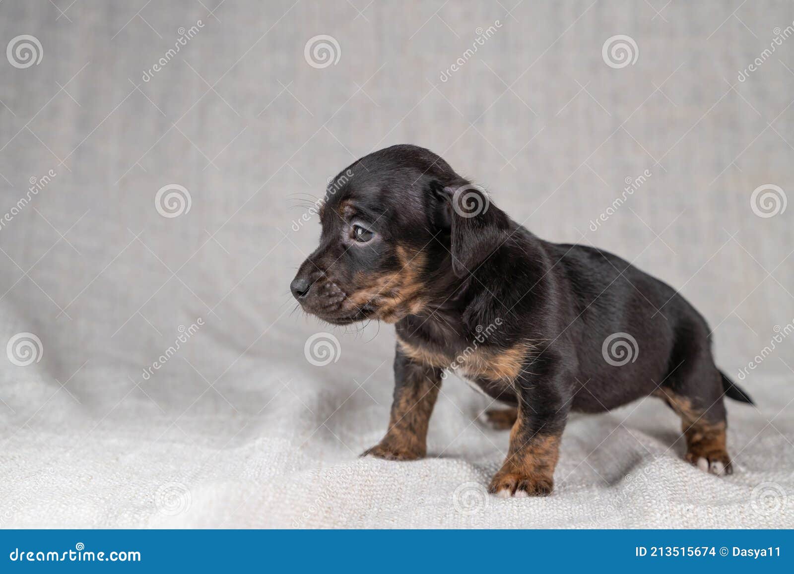 Brown with Black Jack Russell Terrier Dog Puppy. is Looking Curiously, Seen  from the Side. Cream Colored Background Stock Photo - Image of little,  terrier: 213515674