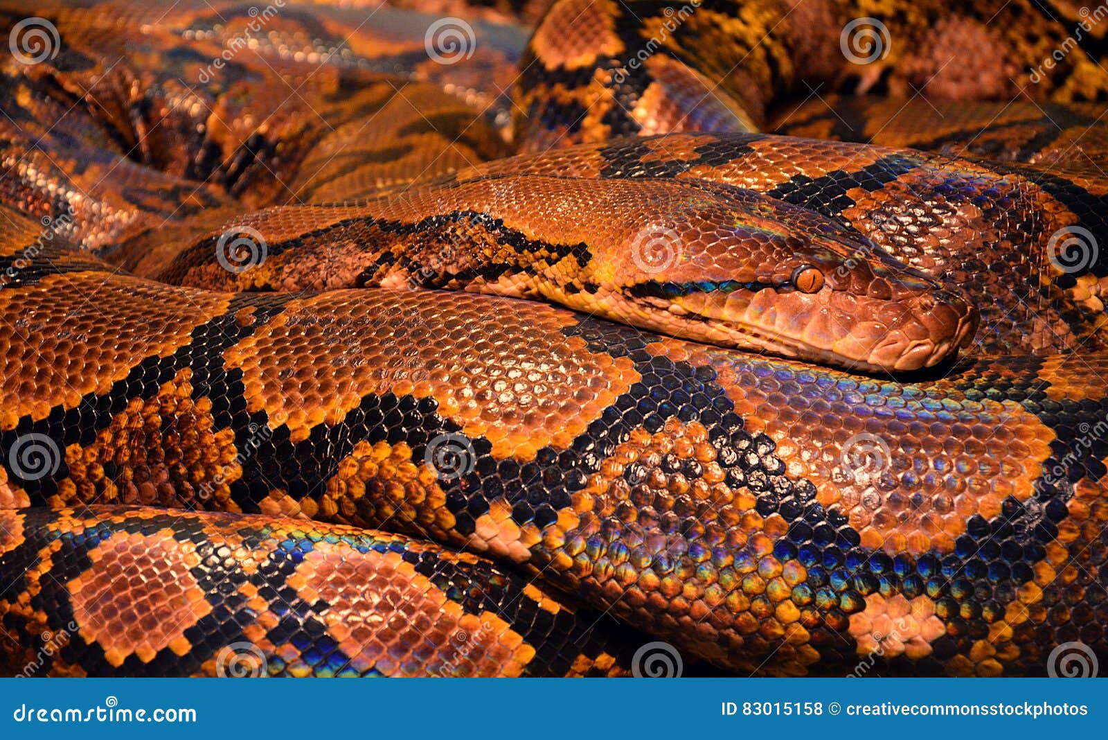 Brown And Black Snake Picture. Image: 83015158