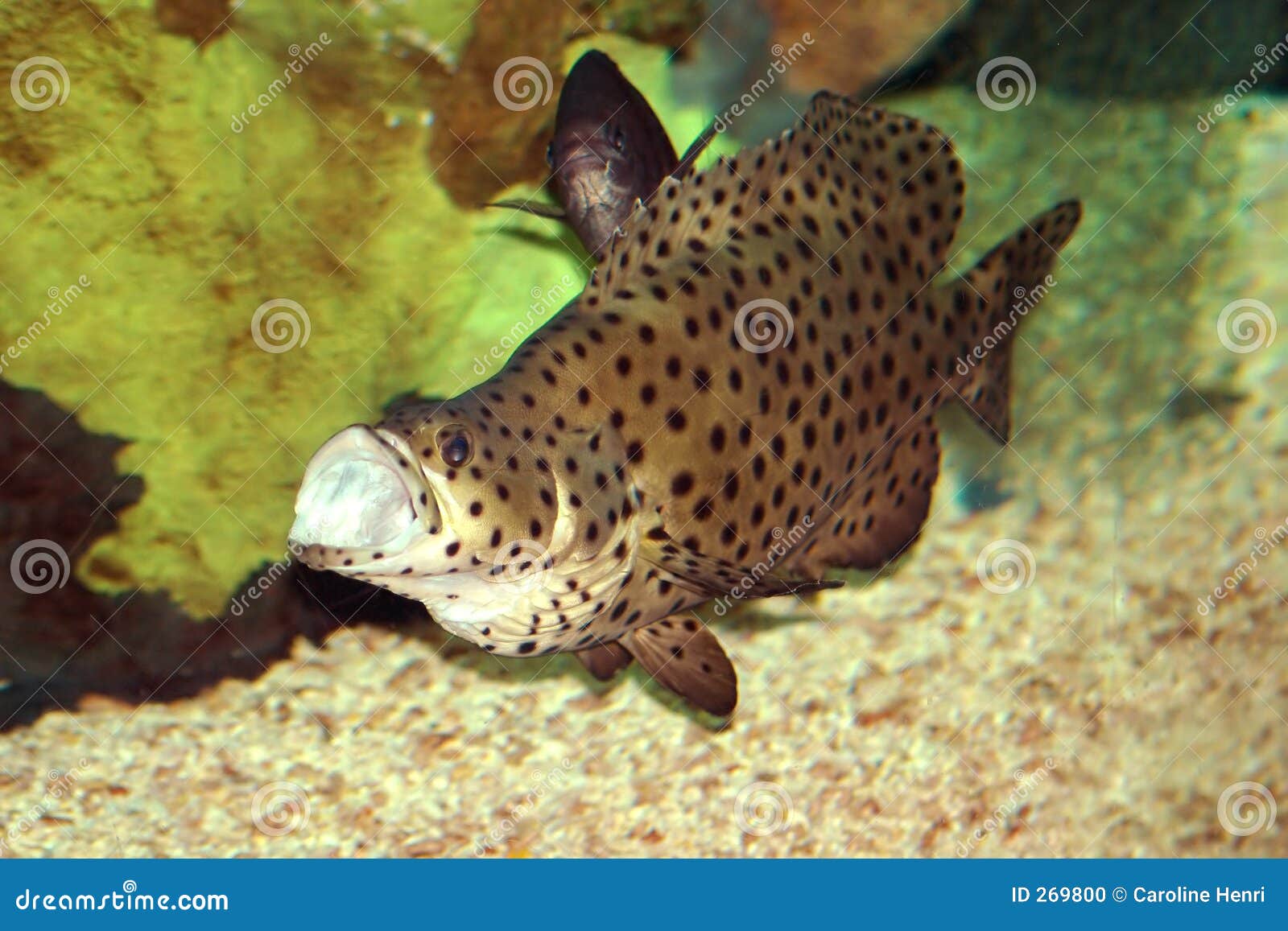 Brown With Black Spots Fish Picture Image 269800