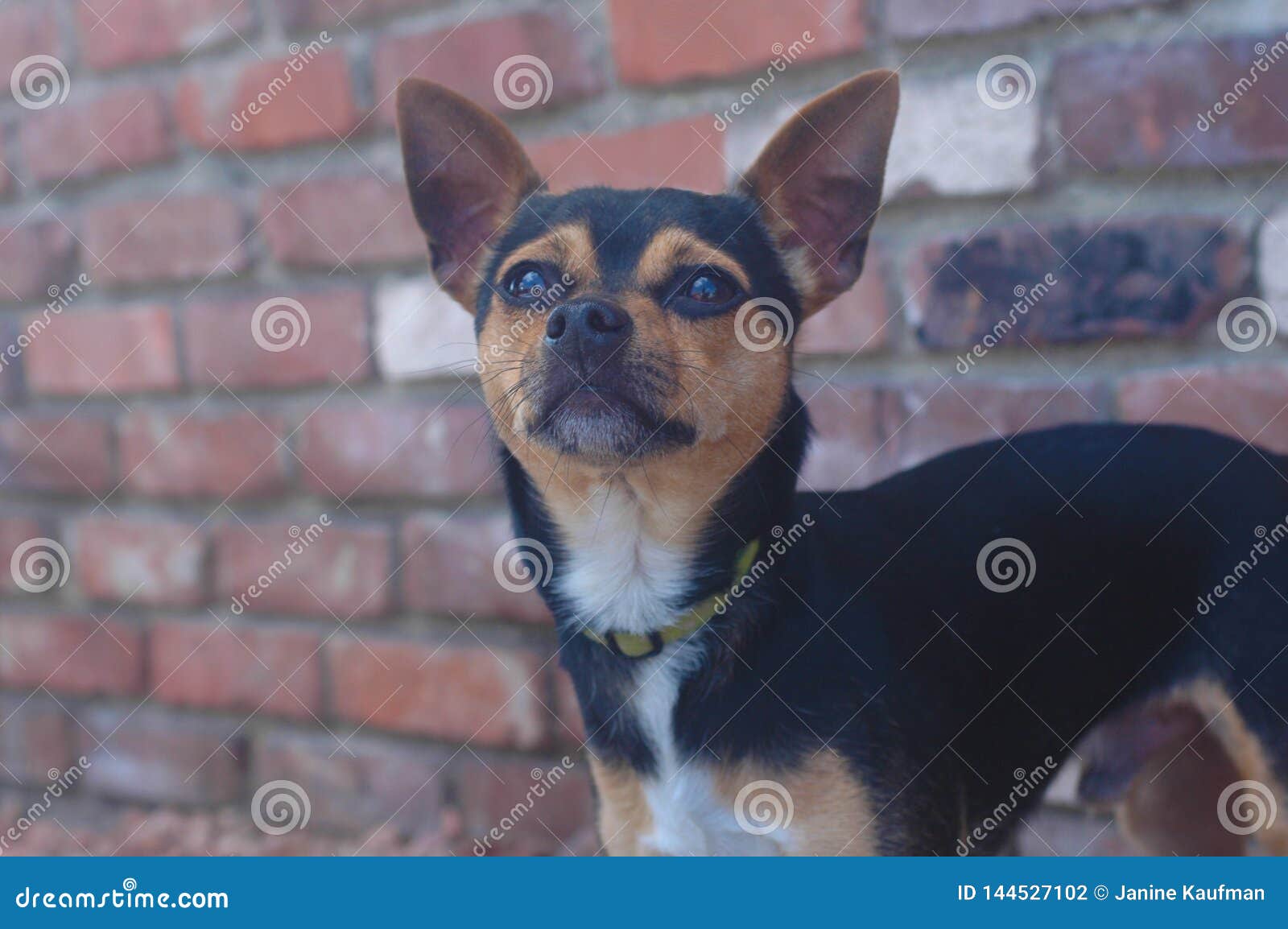 Brown Black And White Smooth Short Haired Chihuahua Stock Photo