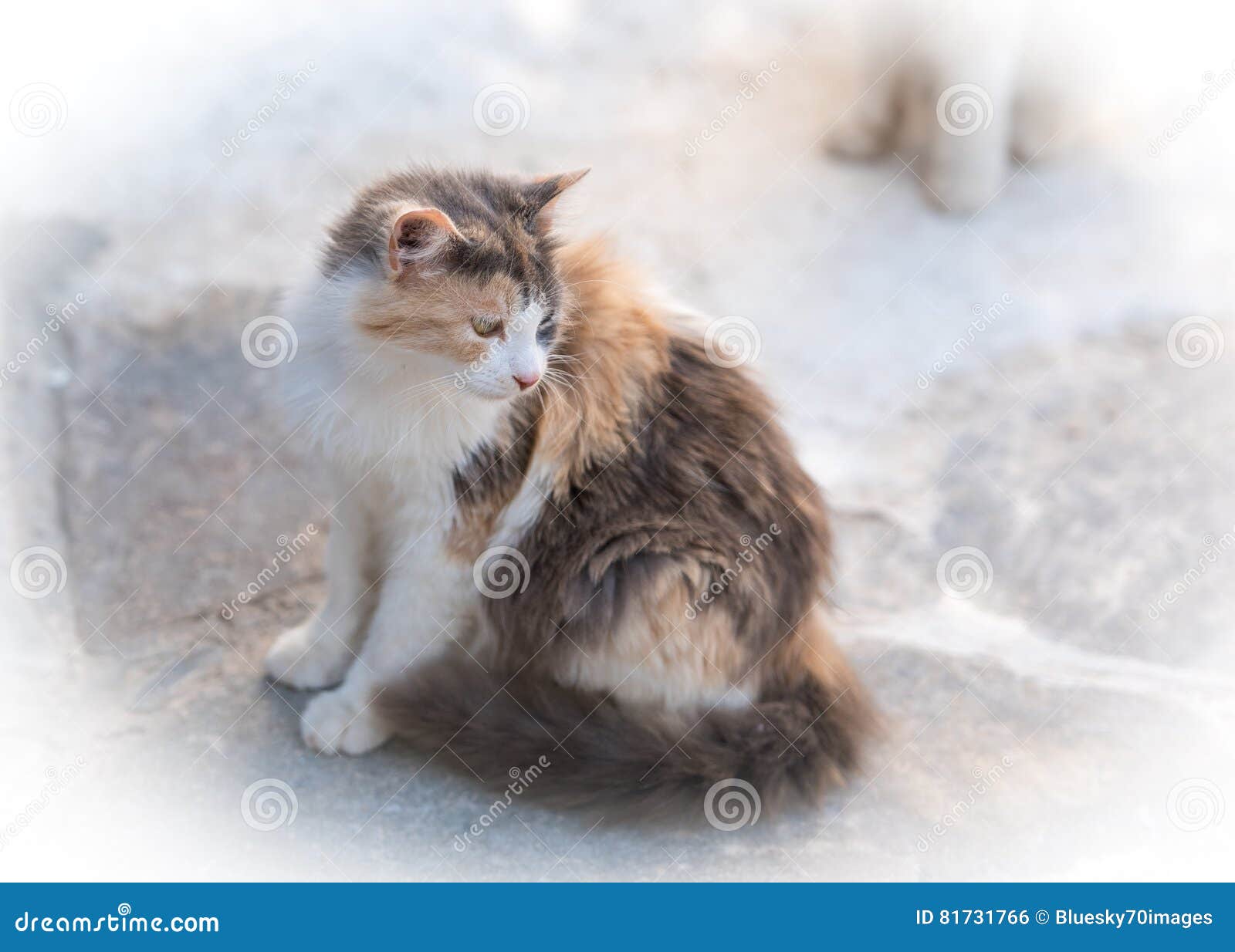Blonde Cat Nude Photos 8 Blonde Cat Nude Photos 32