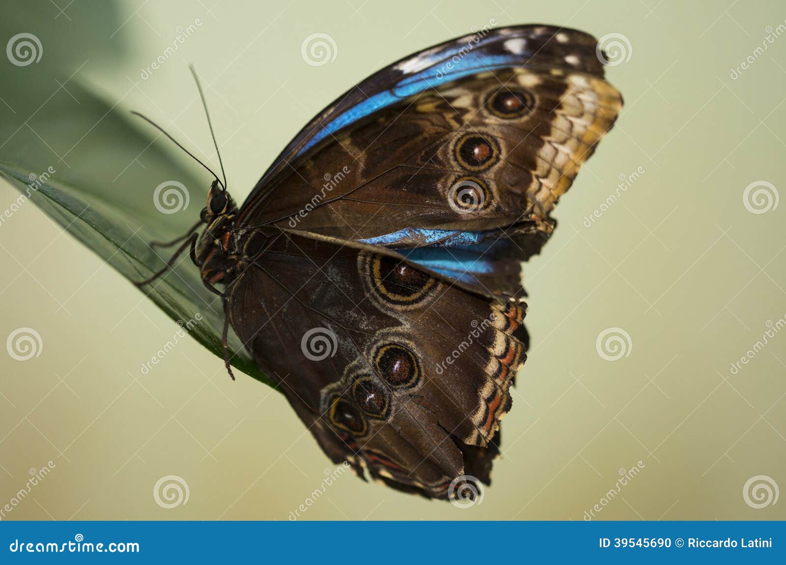 Brown and blue butterfly stock photo. Image of tranquillity 39545690