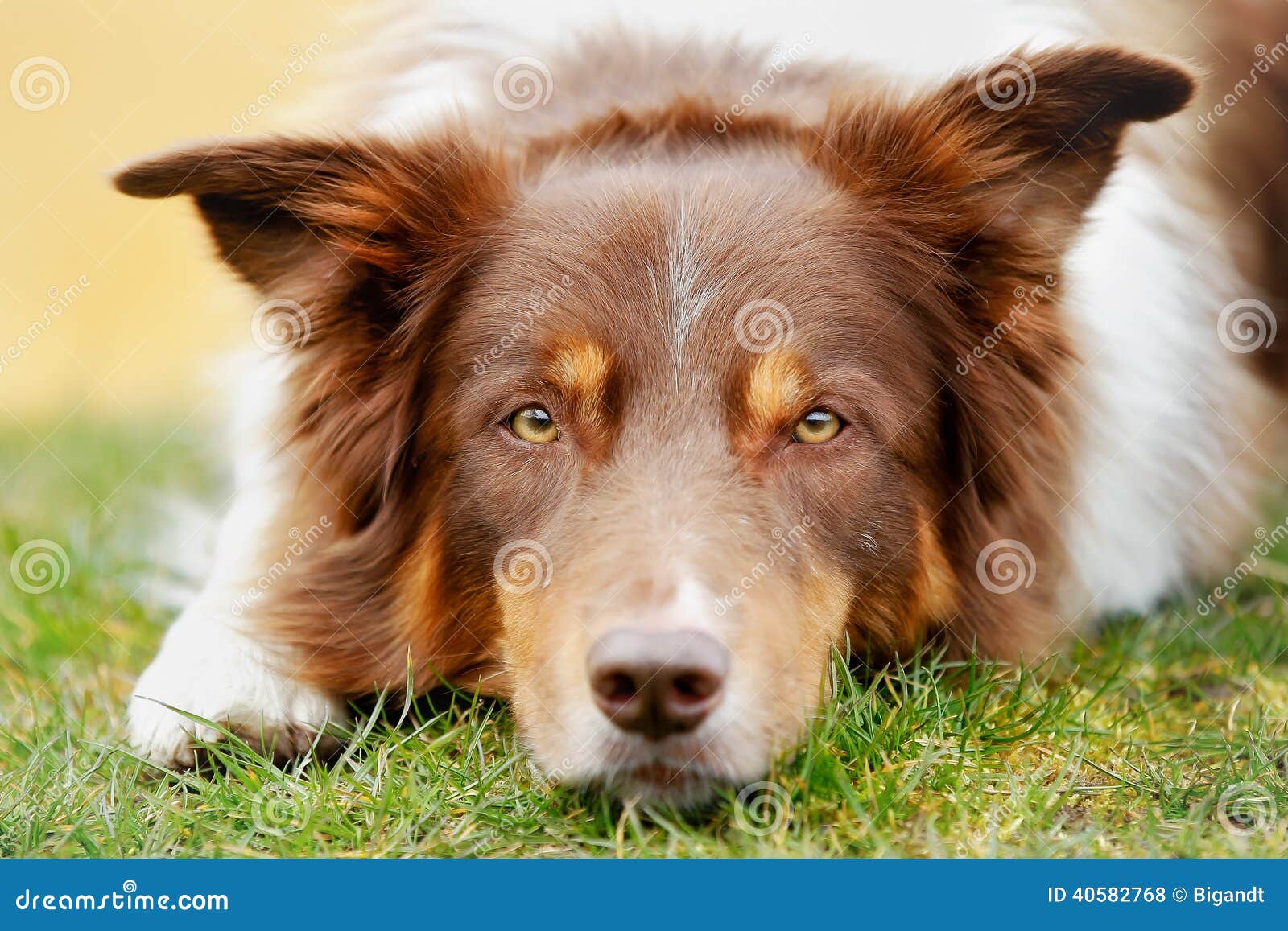 Brown Border Collie Posing at Beach Stock Photo - Image of baltic, brown:  103454486, image size:1600x1157