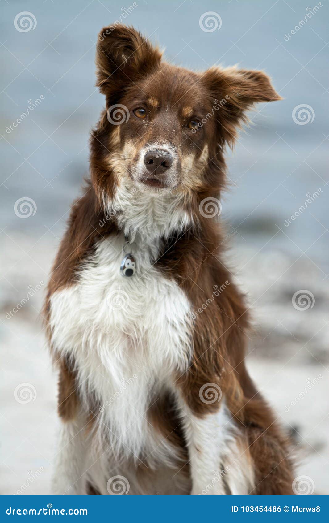 Red Merle Border Collie Puppy Front White Background — Stock Photo ©  eriklam #229624182, image size:1066x1690