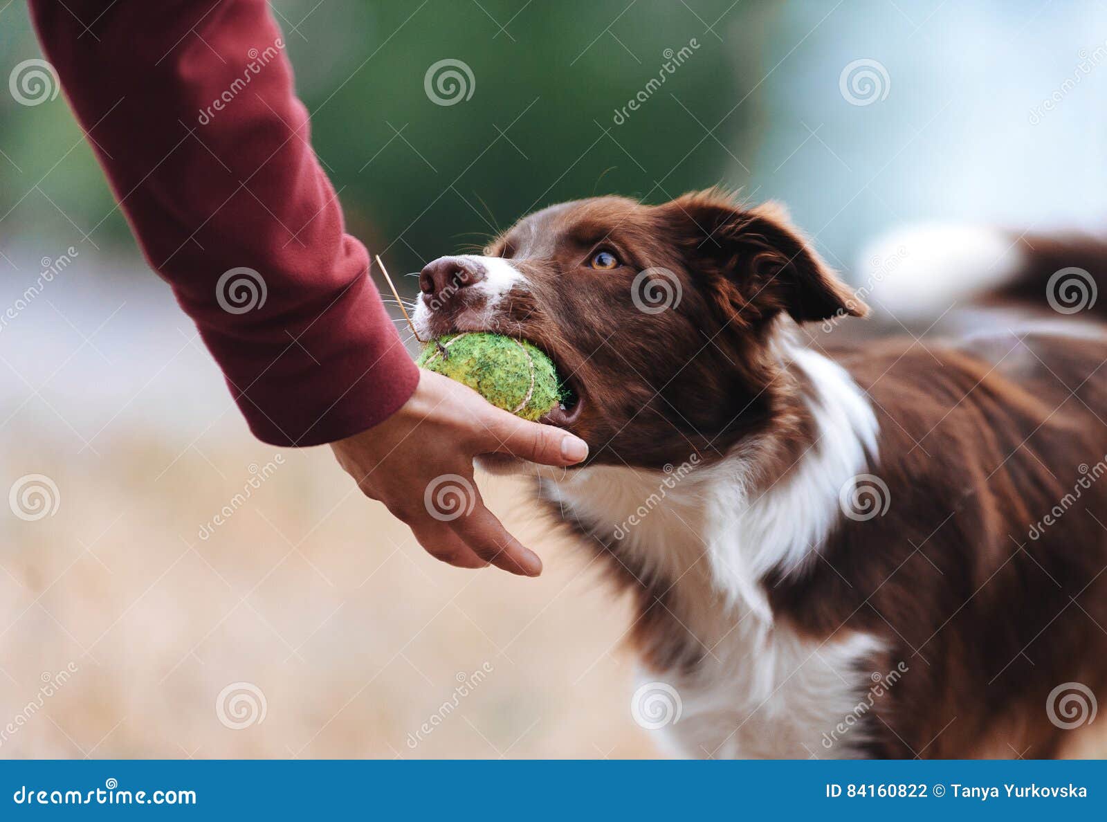 brown border collie puppy brought the ball hostess and lays down his hand