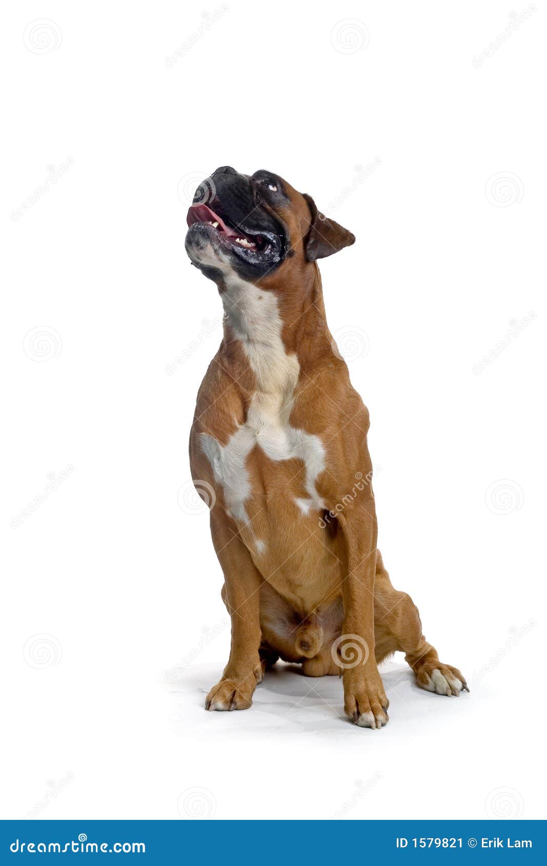 Brown boxer stock image. Image of white, stick, studio 1579821