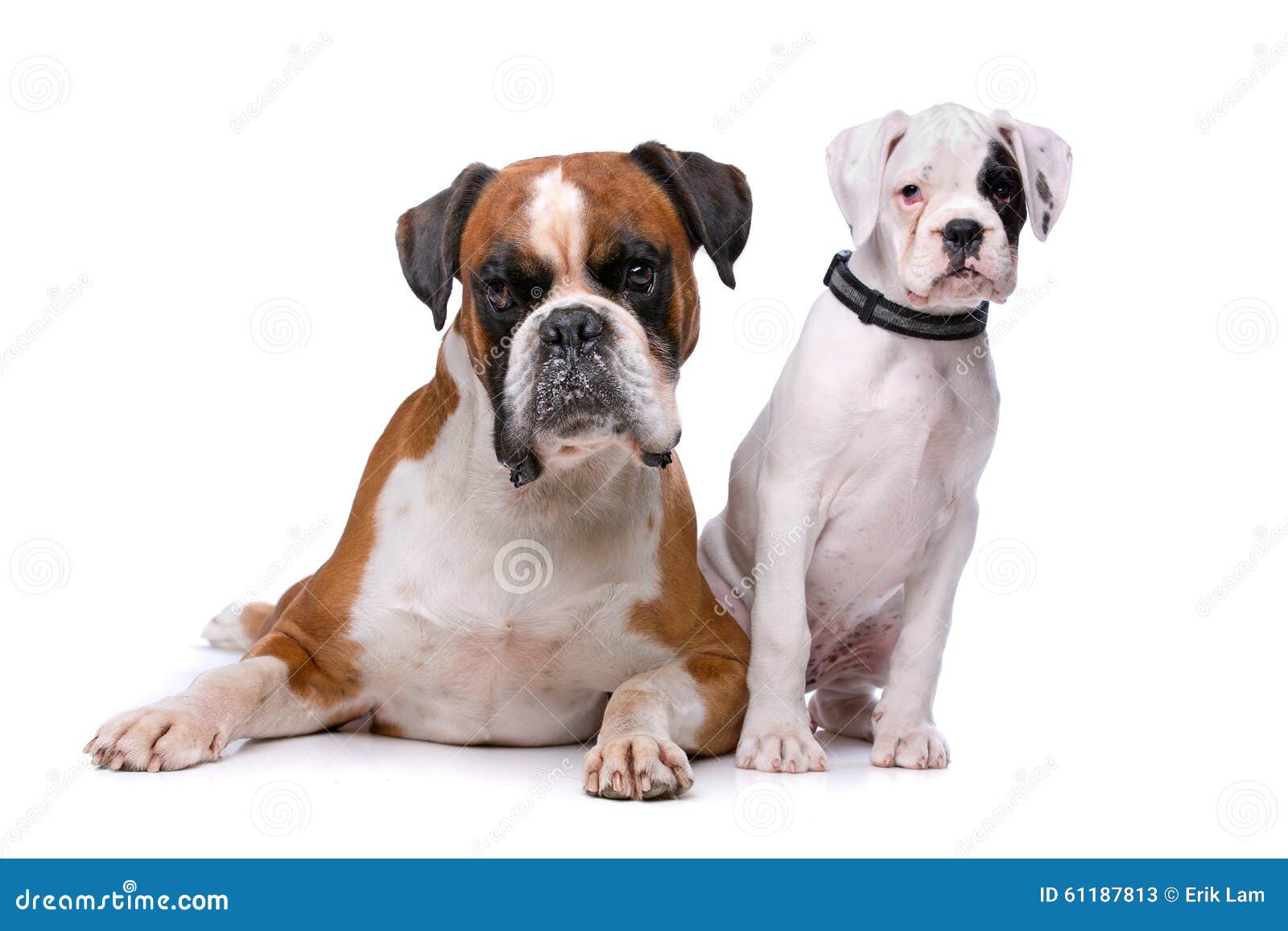 Brown Boxer Dog and a Boxer Puppy Stock Image Image of sitting, shot