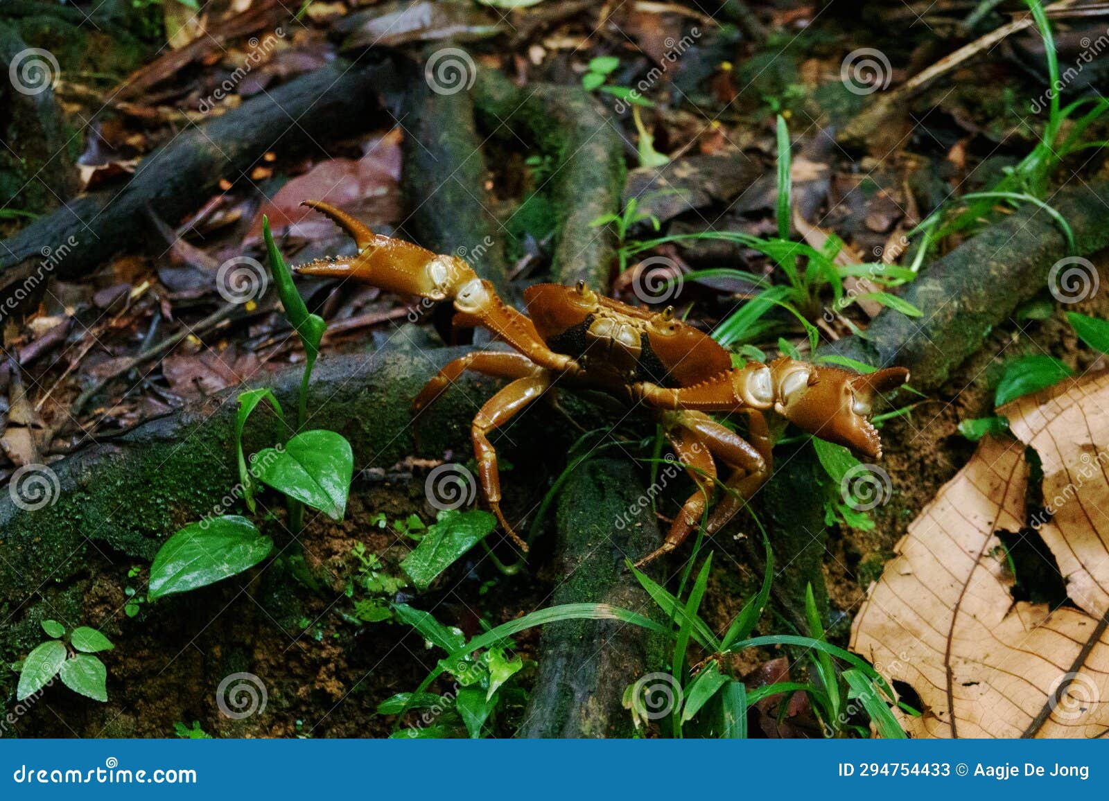 rainforest land crab at the gilpin trace in tobago main ridge forest reserve in trinidad and tobago