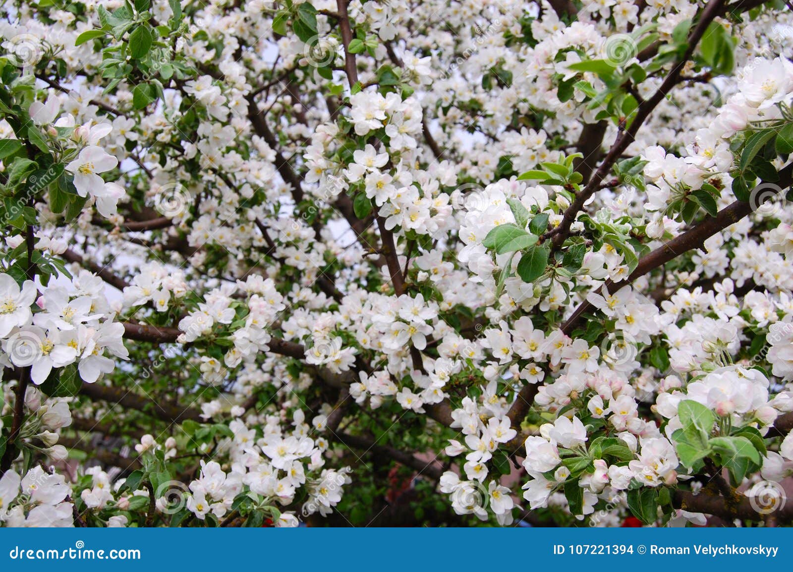 A Lot of White Flowers on Apple Tree. Stock Photo Image of average