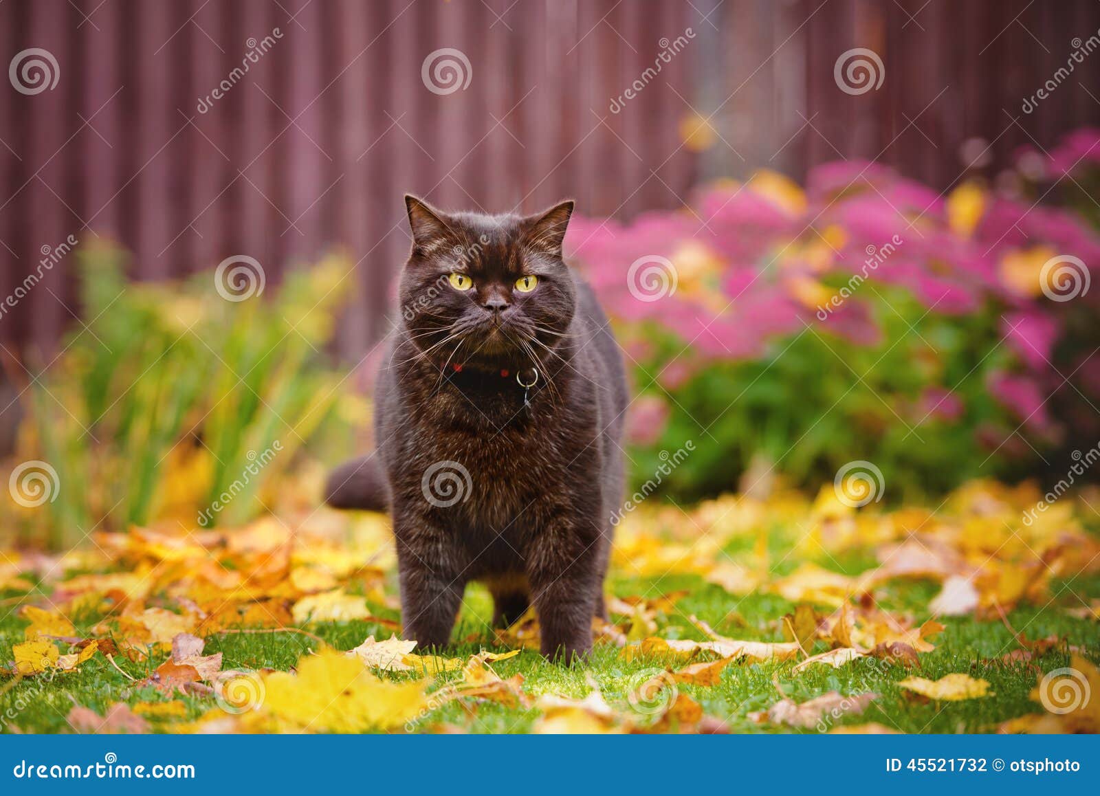 Brown British Shorthair Cat Outdoors Stock Photo - Image of yellow ...