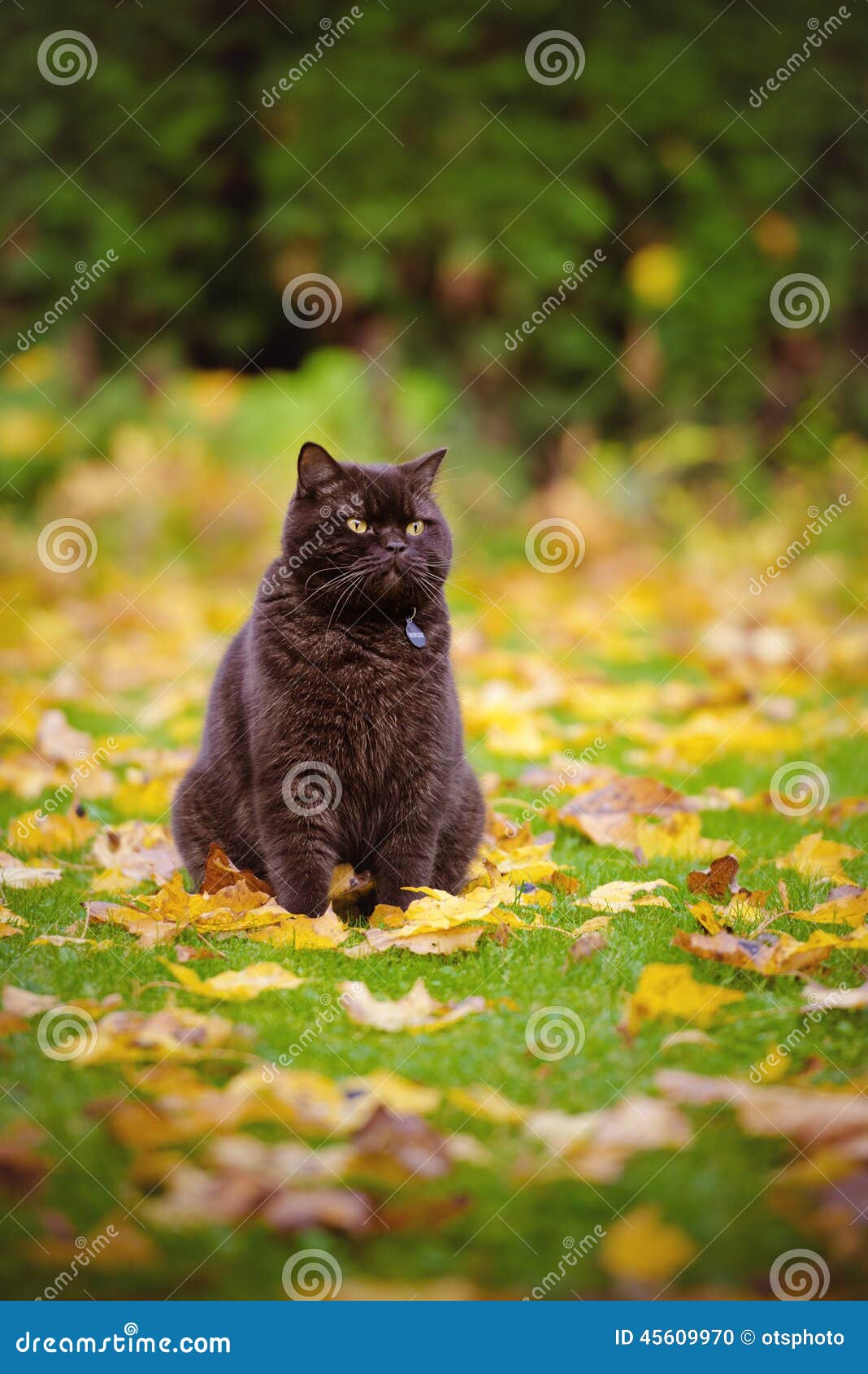british shorthair outdoor cat