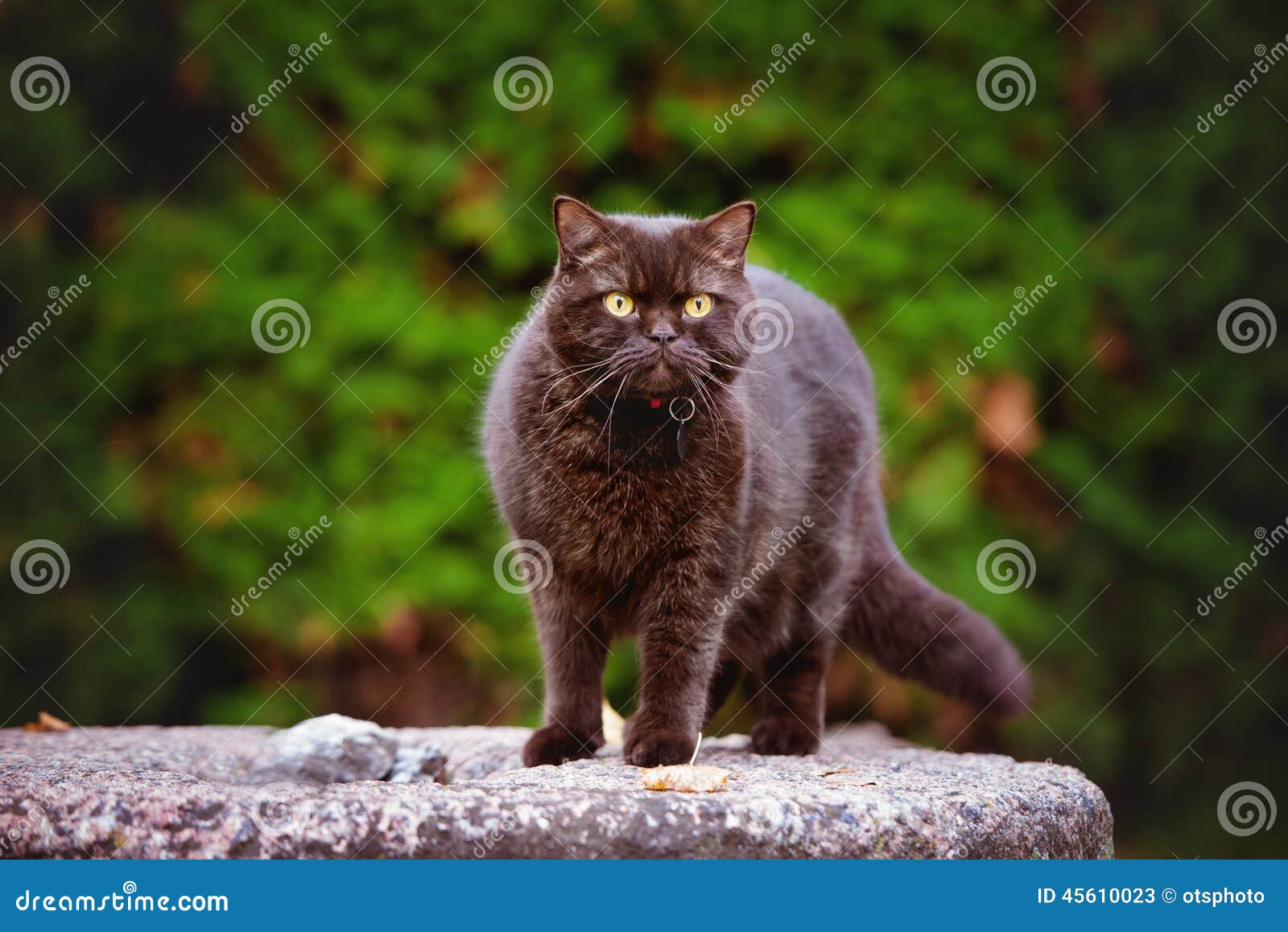 british shorthair outdoor cat