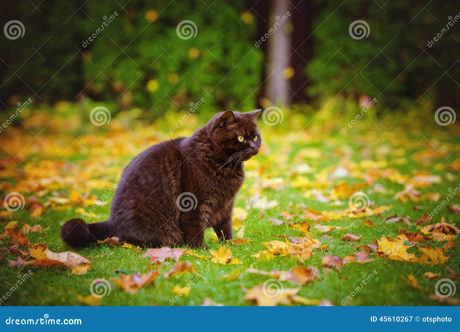 british shorthair outdoor cat