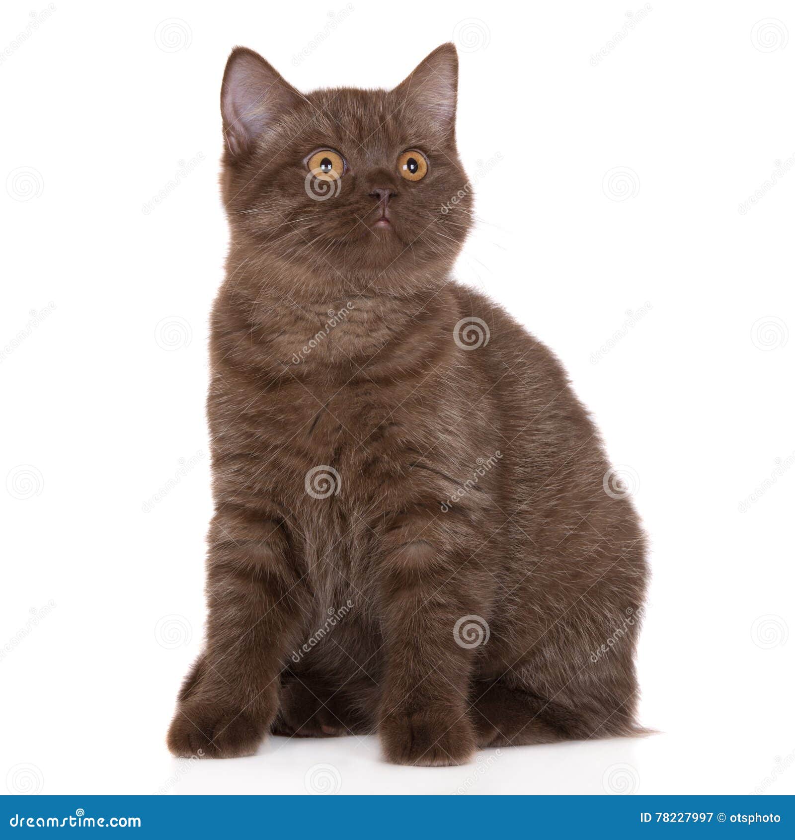 Brown British Shorthair Kitten Stock Image Image of cute, posing