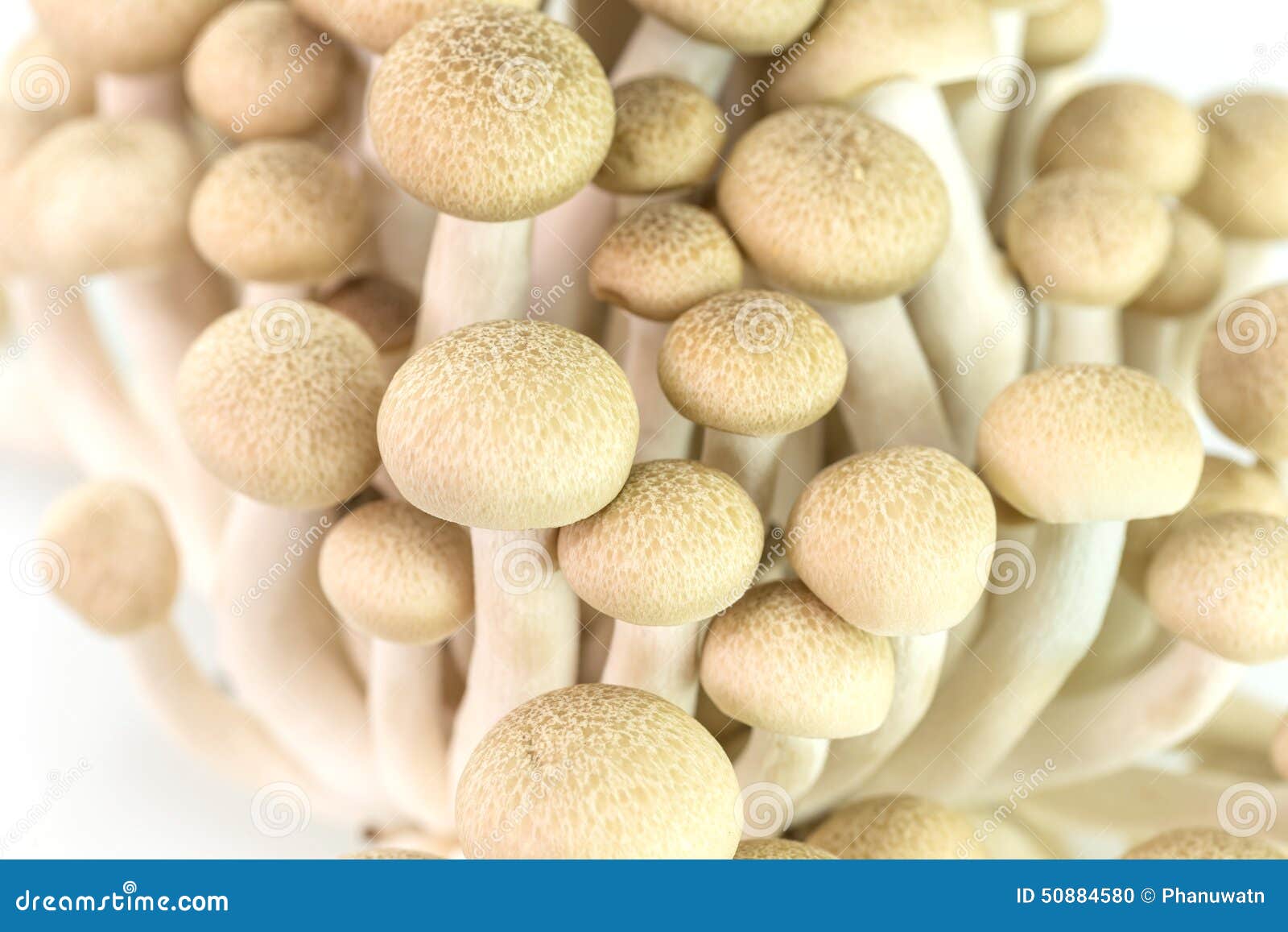 BrownBuchenpilze Oder Shimeji Pilze Stockfoto Bild von versammlung