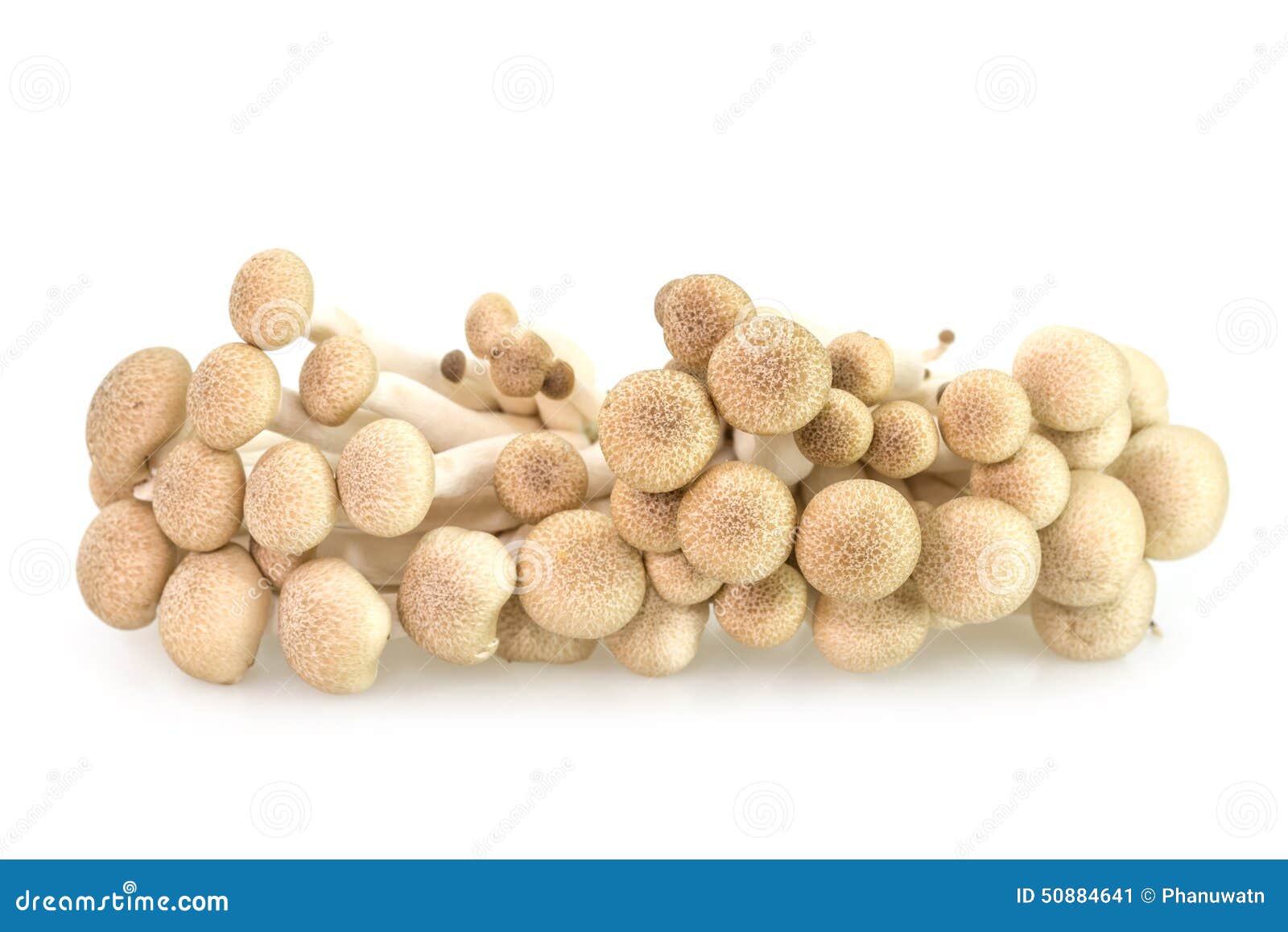 BrownBuchenpilze Oder Shimeji Pilze Stockbild Bild von japanisch