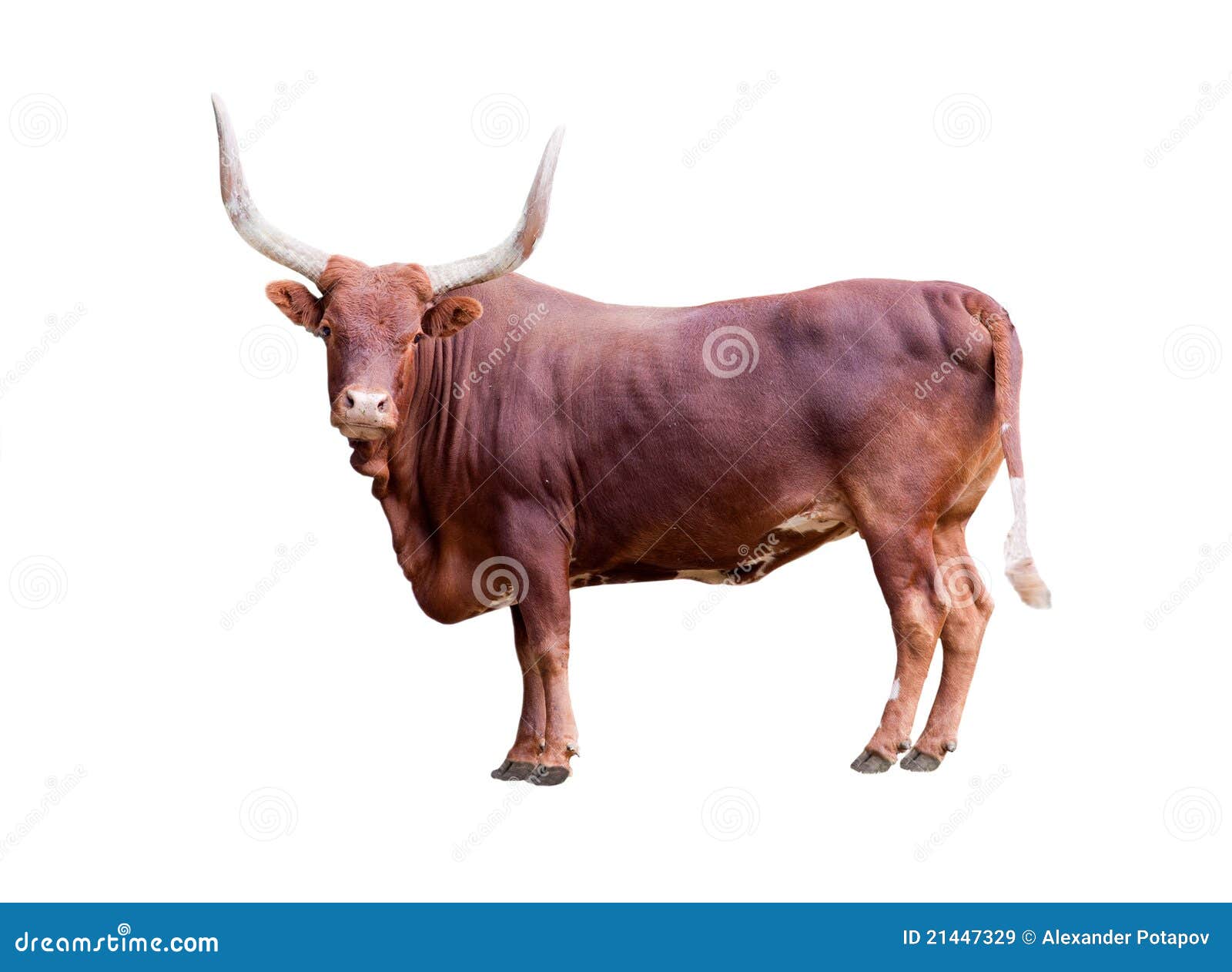 brown bull  on whit